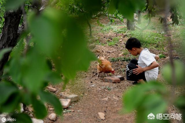 鱼粉 鱼骨粉 壳粉:鱼骨粉与鱼粉有什么区别 散养土鸡补钙用什么添加剂好？