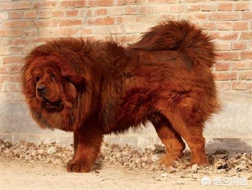 赤古藏獒的图片:藏獒前腿上关节疼肿怎么回事？