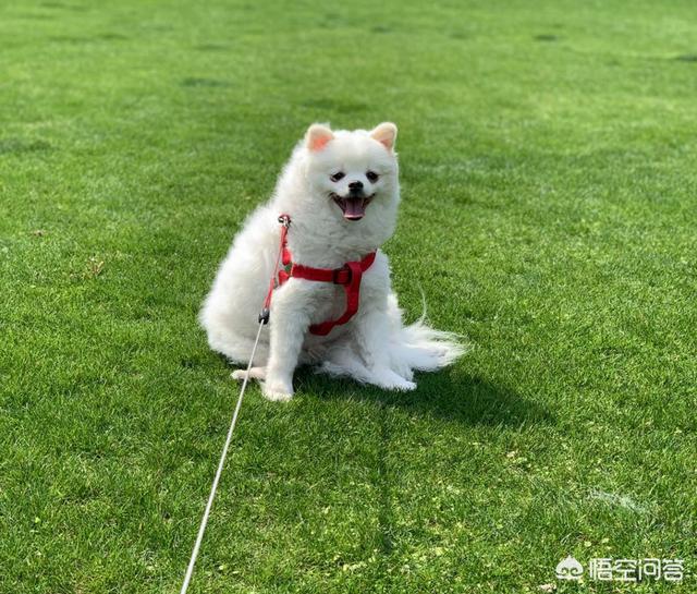 比熊犬吃什么肉类:可以告诉我一个月的比熊吃什么么？