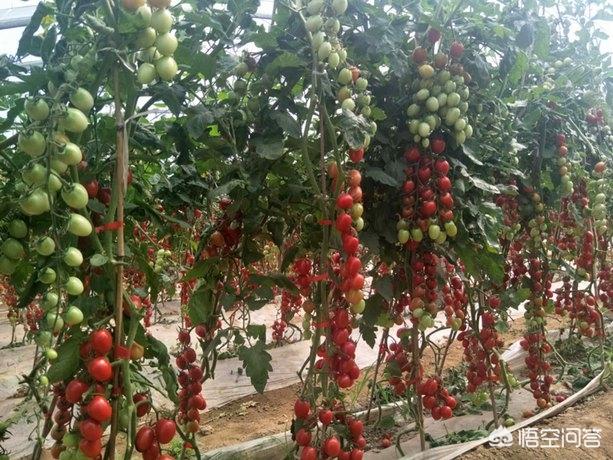 樱桃番茄种植技术视频:北方种植小果番茄种子,都有什么好品种？