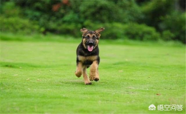 小德国牧羊犬吃什么好:德牧吃什么长得壮又大，德牧如何饲养才长得好？