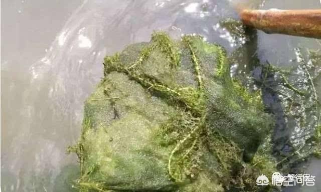 水草泥怎么才能洗干净:如何清理草缸底沙中的便便？