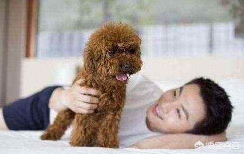 比格犬性格公泰迪绝育:公泰迪刚8个月，细小恢复中，康复后是绝育好还是娶媳妇好？
