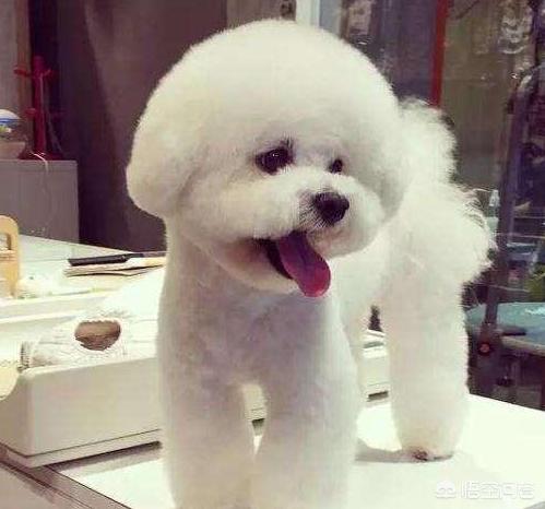 可爱的比熊犬图片:养比熊犬，有什么事情是不能够忽略的？