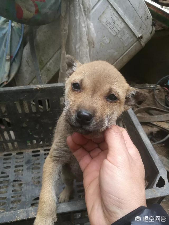中华田园犬吧:养“中华田园犬”会被人嫌弃吗？