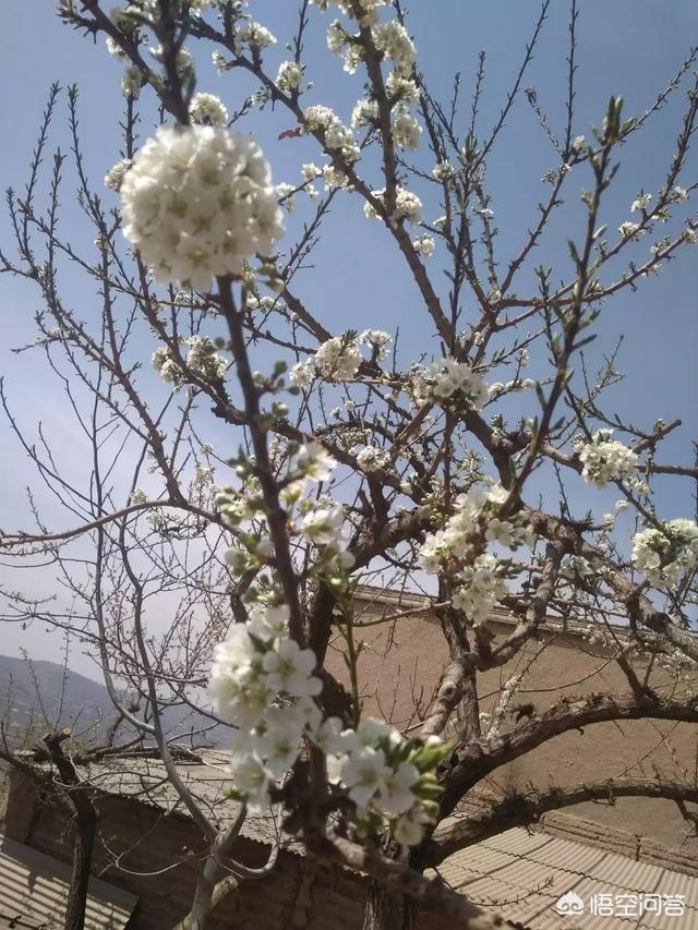 金毛虫:金毛身上的蜱虫怎么彻底清除 在农村种植杏树怎么防治金毛虫？