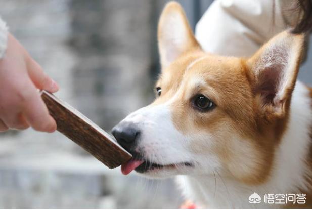 深海水族馆 柯基价格:小柯基犬的价格一般是多少钱？