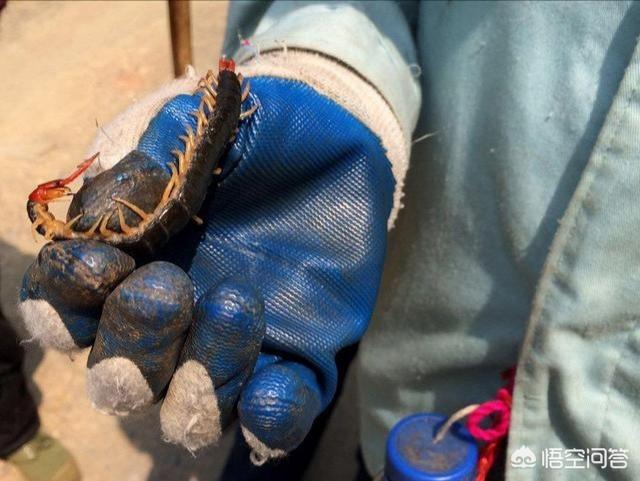 种蜈蚣价格:蜈蚣虽有剧毒，但是养殖前景广阔，该如何养殖蜈蚣呢？ 蜈蚣幼苗出售