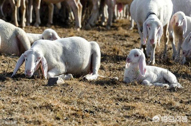 哺乳期奶水不足的原因有哪些:母羊的乳汁非常关键，母羊缺少乳汁的原因是什么，该如何催乳？