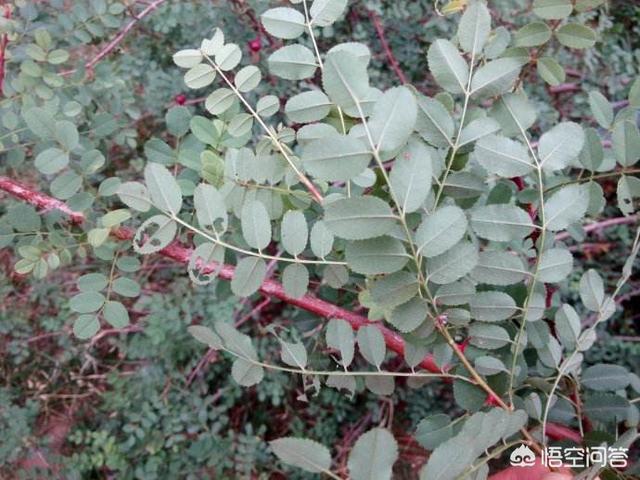 黄刺玫原变种:黄刺玫动态观察 怎样区分黄刺玫和黄蔷薇呢？它们各有什么作用？