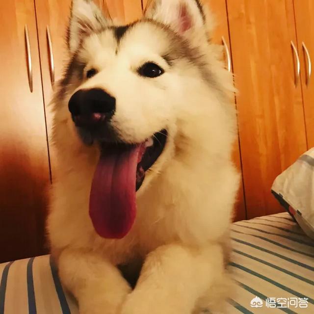 萨摩耶图片:1岁萨摩的毛变硬是怎么了？