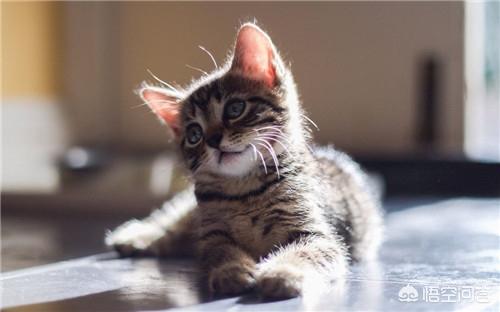 猫发腮的黄金期,吃什么让猫发腮？