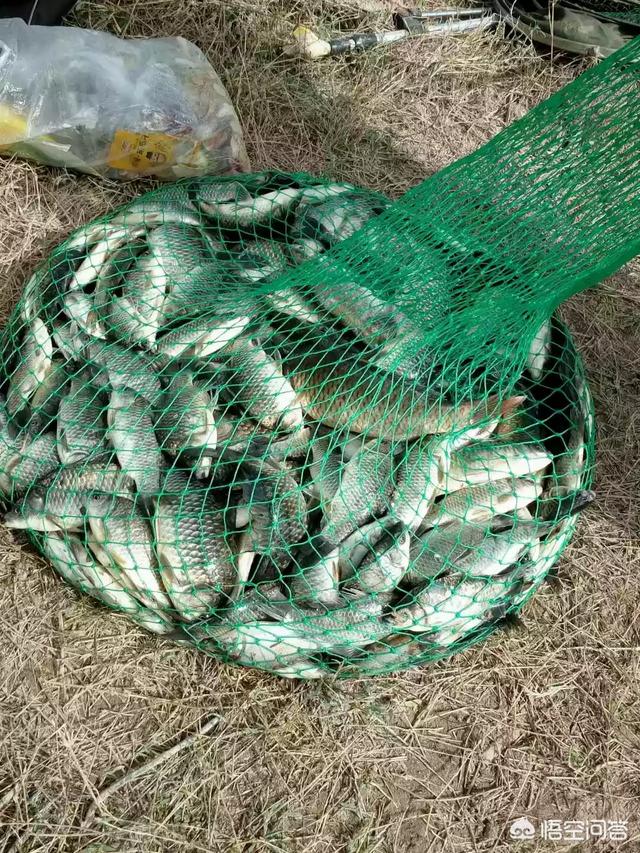 红线虫 钓鱼:你夏天钓鱼的时候带蚯蚓红虫吗？