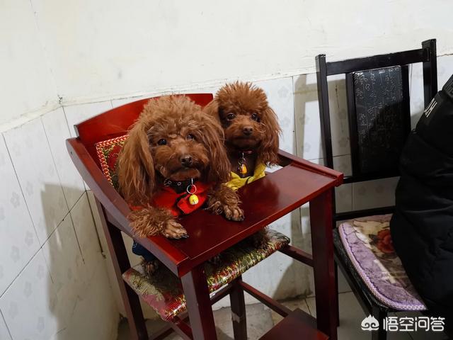 女人爱狗狗qq群照片:越来越多城市单身大龄女性喜欢养狗，这是为什么呢？