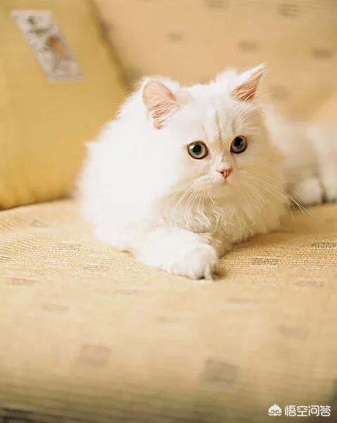 如何判断美国短毛猫的年龄:一只成年猫咪，要想知道它的年龄，需要从哪几个方面来判断？