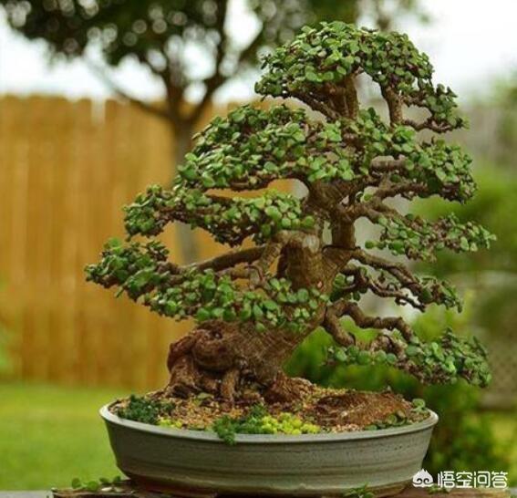 玉树养成盆景的几个技巧，为什么有人养在室内就容易挂掉呢？插图45