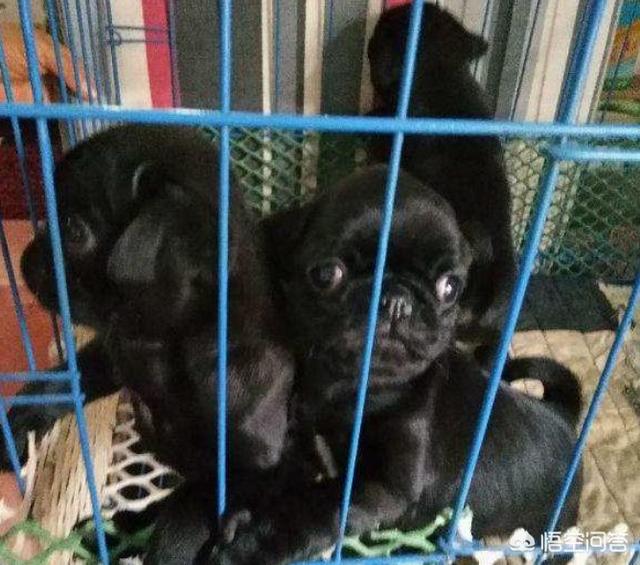 巴哥犬好养吗巴哥犬的喂养注意事项:我想养只巴哥，巴哥有什么缺点吗？