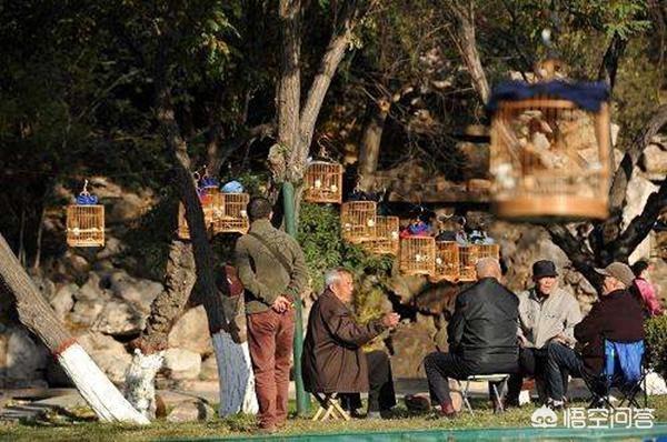 虎头画眉鸟头型图片:画眉鸟当中的“原毛、老毛和山老”，分别有什么特征？