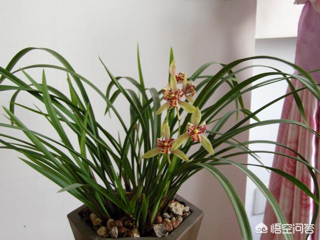 建兰吧:建兰和墨兰在什么条件下能出花苞？ 建兰吧图片大全