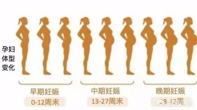 怀孕后的肚子变化图片图片