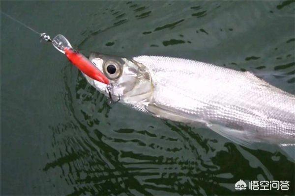 虾皮聊聊手机版（怎样钓路翘嘴）