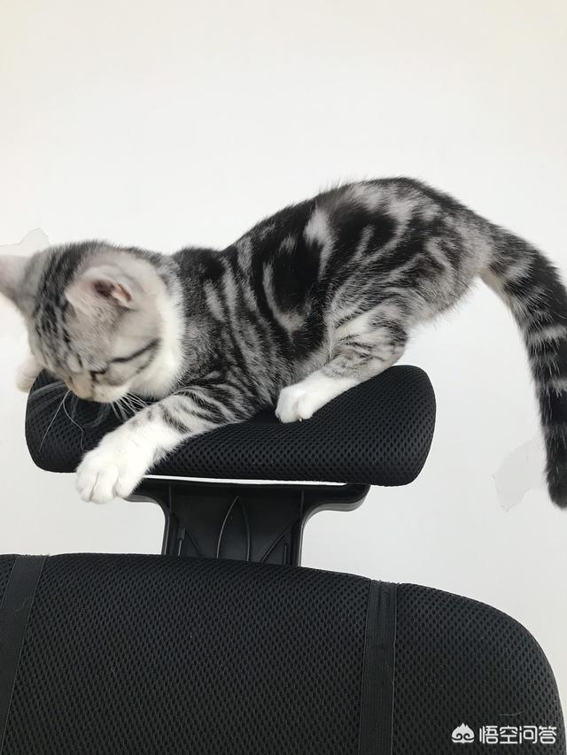 happy猫猫狗狗:狗狗的寿命长还是猫的寿命长？狗和猫的寿命分别是多少？