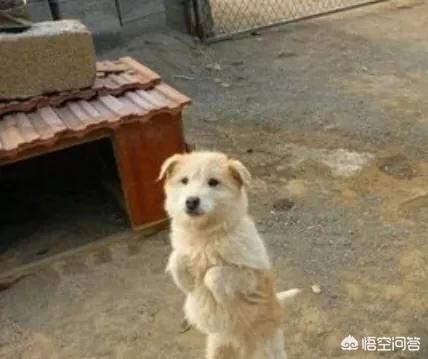 怎么教会狗狗罚站:怎么才能教会狗做“恭喜”呢？
