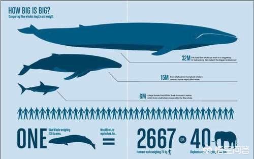 蓝鲸是目前已知最大的动物，那它有天敌吗？