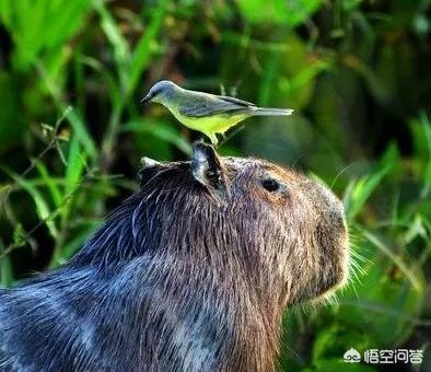 超萌猫猫版打地鼠:抛开抄袭和偏见，mc和mn哪个可玩性较高？