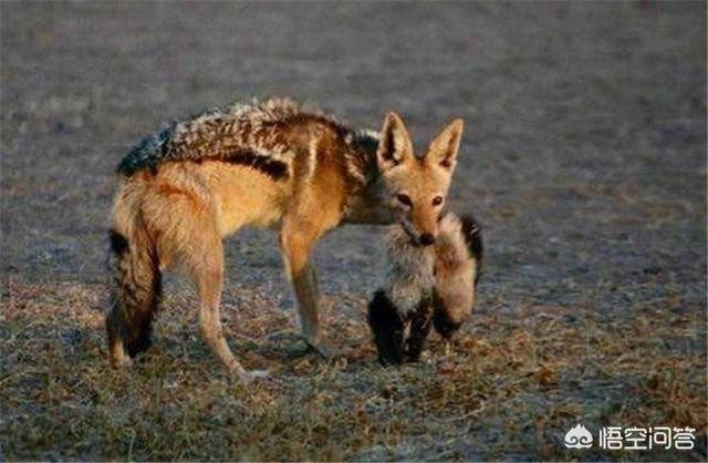 美国比特犬打架视频:美国巨比特犬打架视频 如果“平头哥”和比特犬打起来，谁能赢？