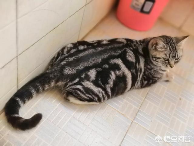 离家的猫:半年不回家家里的猫还会记得自己吗？