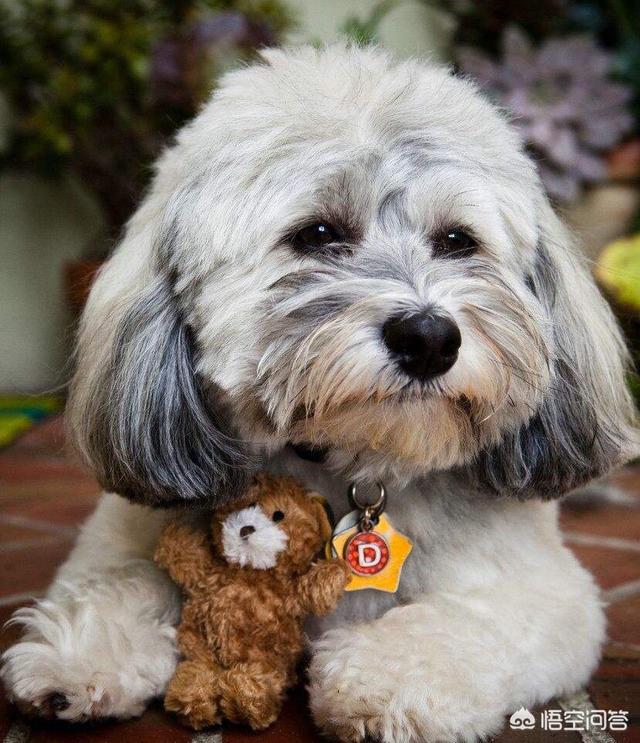边境牧羊犬训练难度:八个月大的边牧怎么训练？