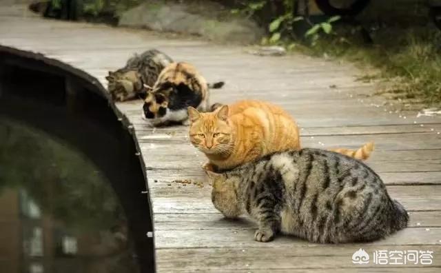 幸运土猫基地:幸运土猫电话 猫与爱的世界的请流浪猫吃年夜饭的活动，现在进行到什么程度了？