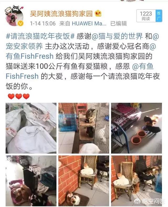 幸运土猫基地:幸运土猫电话 猫与爱的世界的请流浪猫吃年夜饭的活动，现在进行到什么程度了？