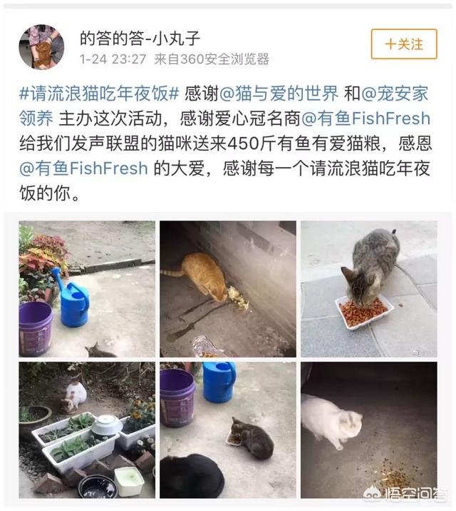 幸运土猫基地:幸运土猫电话 猫与爱的世界的请流浪猫吃年夜饭的活动，现在进行到什么程度了？