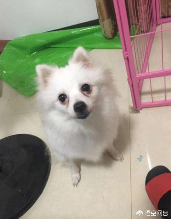 打博美犬视频大全:博美犬犯错之后会有哪些常见的反应？