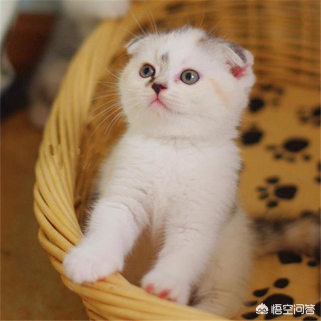 接小猫回家要隔离多久:成猫和幼猫可以一起养么？