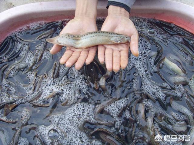 苦力泥鳅 吃虾:泥鳅吃不吃黑壳虾，泥鳅和虾能不能养到一起？