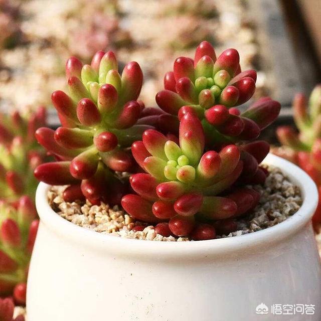 多肉需要每天浇水吗？