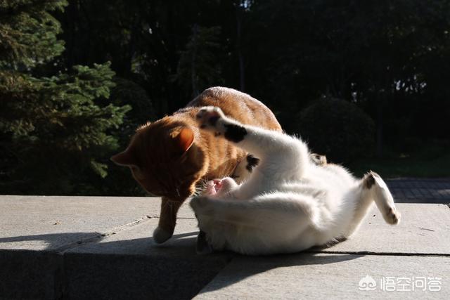 褴褛猫性格:猫喜欢抓人咬人，脾气暴躁，这猫有狂犬病吗？
？