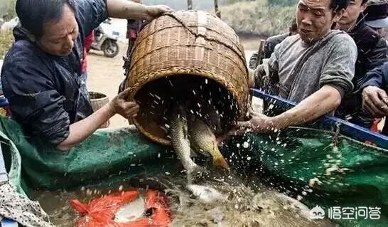 淡水鱼养殖技术(淡水鱼养殖技术视频教程)