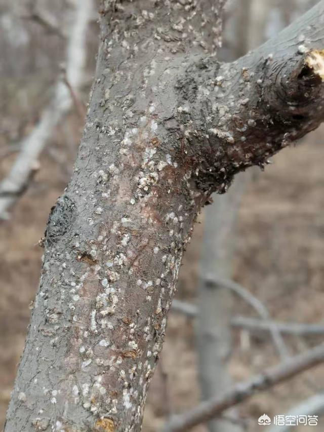 介壳虫 洗衣粉:怎么样防治果树上的蚧壳虫？