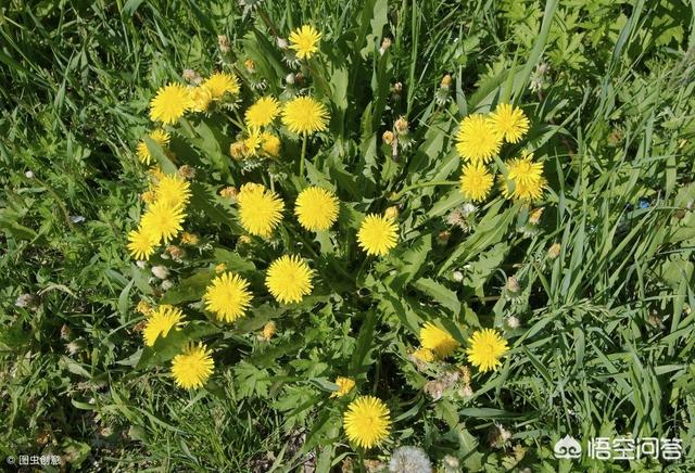 白苜蓿草图片:请问紫花苜蓿苗后用什么除草剂？