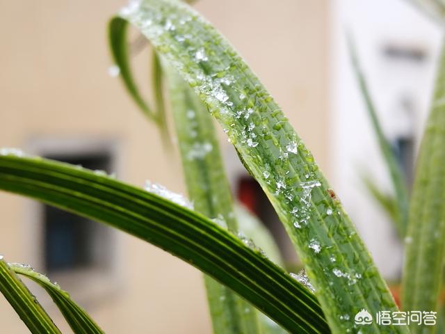 兰花鼠尾草习性:兰花32℃下还能叶面施肥吗？