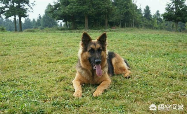 德国名犬图片大全:德国牧羊犬有哪些不好的地方，让养的人越来越少？