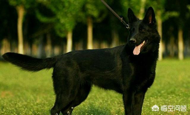 德国名犬图片大全:德国牧羊犬有哪些不好的地方，让养的人越来越少？