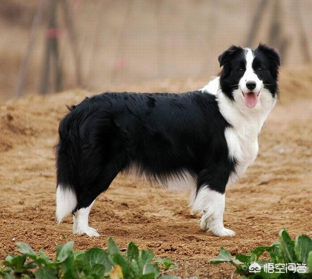 牧羊犬喜欢吃什么蔬菜:除了狗粮，边牧还可以吃什么？ 牧羊犬喜欢吃什么东西