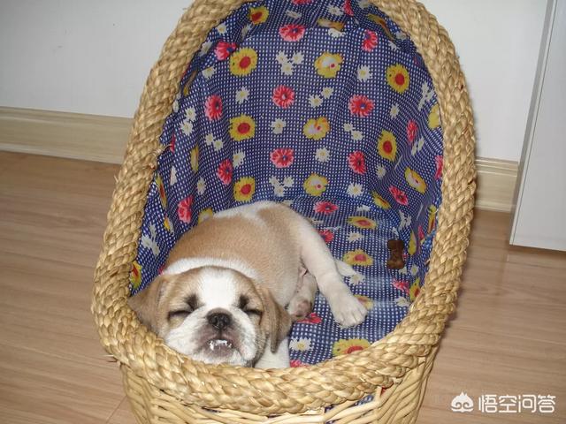 土狗得了细小病毒怎么治疗:如果狗狗得了犬细小病，犬瘟之类的烈性传染病，你会怎么办？