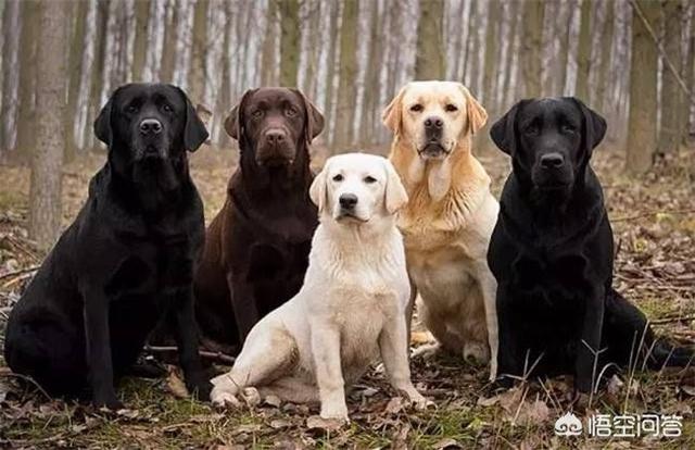 拉布拉多犬和金毛狗的区别:金毛和拉布拉多生的小狗怎么样？