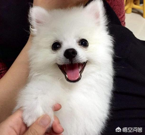 英系博美会不会有味道:怎么判断博美犬是否有虫？ 英系博美是尖嘴吗